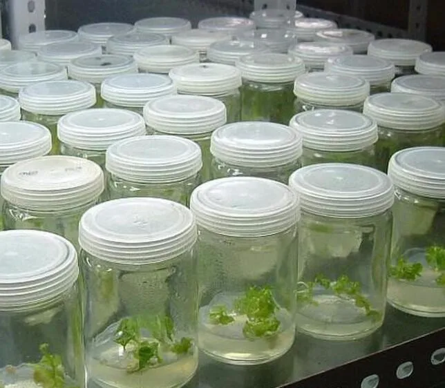 plant tissue culture applications free download book