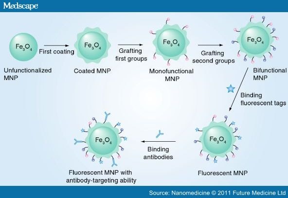 nanoparticle targeting in medical applications