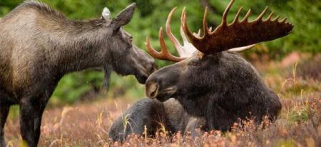 vermont moose lottery 2018 application